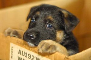 German Shepard Puppy
